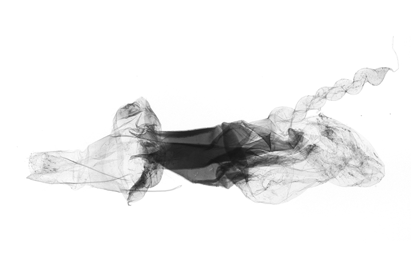 Hydrillodes multicornuti Female